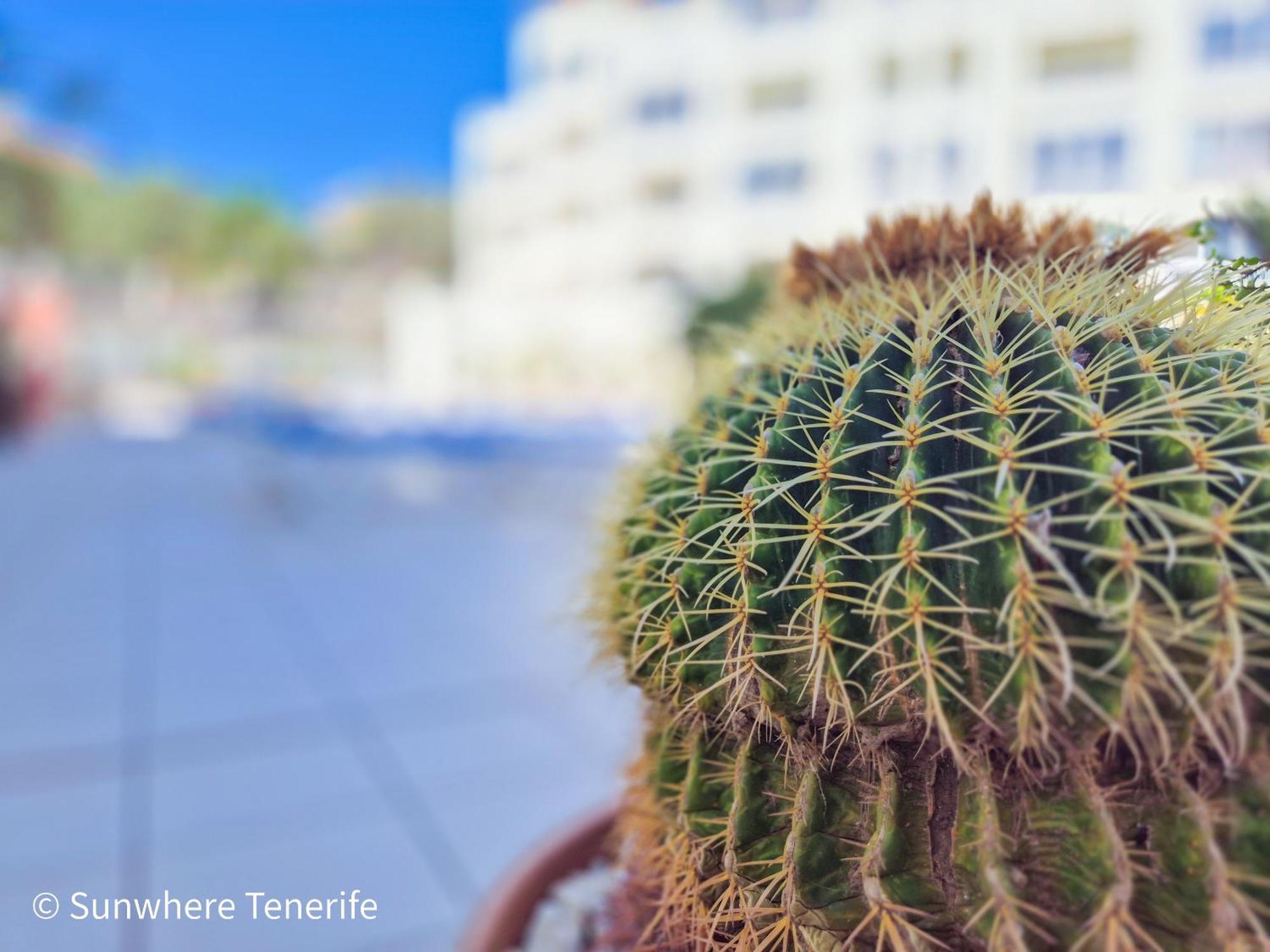 Apartment Mona's Point Tenerife - Aircon, Private Parking And Heated Pool *